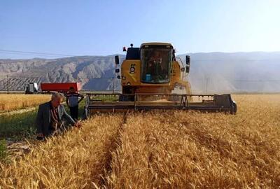 بیش از ۸۱۵ هزار تن گندم از مزارع فارس برداشت شده است