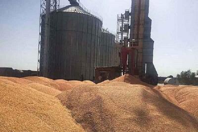 میزان خرید گندم در خراسان‌ شمالی ۳۱ درصد افزایش یافت‎ ‎