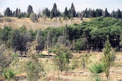 کاشت 50 هزار درخت در پارک جنگلی چیتگر
