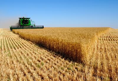 خرید ۸۲ هزار تن گندم از کشاورزان مازندرانی به صورت تضمینی