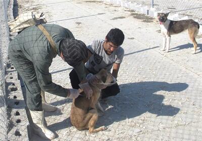 واکسیناسیون 80 درصد سگ‌ها علیه هاری در استان بوشهر - تسنیم