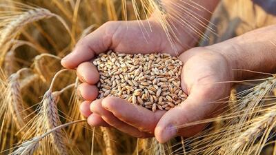 خریداری سه هزار و ۲۰۰ تن گندم مازاد بر نیاز کشاورزان در چهارمحال و بخیتیاری