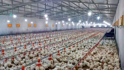 ساخت ۲۶ واحد صنعتی پرورش مرغ گوشتی جدید در شهرستان خاش
