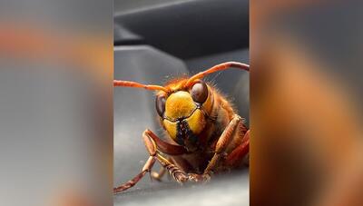 زنبور سرخ اروپایی ؛ وحشتناک اما آرام و مفید! (فیلم)