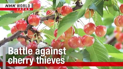 دزدی گیلاس‌های درشت و آبدار در کشور شکوفه‌های گیلاس / کشاورزان ژاپنی دوربین مداربسته نصب می‌کنند (فیلم)