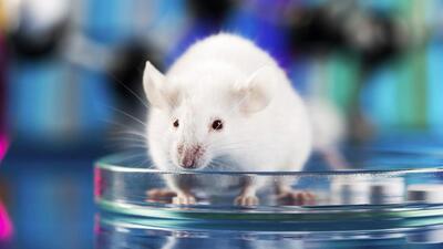 نانودارو به کمک موش‌های مبتلا به اسکیزوفرنی آمد