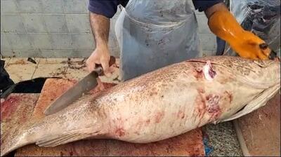 (ویدئو) مهارت دیدنی صیاد سوری در برش و فیله کردن ماهی هامور 30 کیلوگرمی