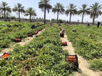 تولید ۵۶ هزار تن گوجه فرنگی در مزارع قیروکارزین