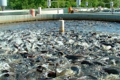 پیش‌بینی تولید ۷۵۰۰  تن ماهی در همدان