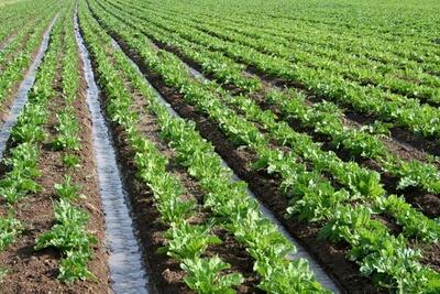 رشد ۵۰ درصد کشت چغندر قند در اراضی کشاورزی استان قزوین 