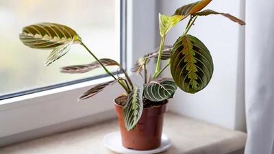 8 عامل اصلی شل شدن برگ گیاهان آپارتمانی