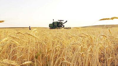 کشاورزان ایلامی ۴۰۲ هزار تن گندم برداشت کرده‌اند