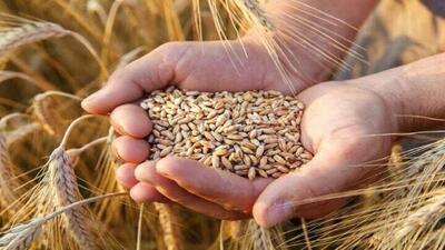 خریداری ۳ هزار تن گندم در شهرستان فامنین