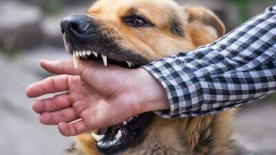 افزایش ۴۰ درصدی مصدومین ناشی از سگ گرفتگی در مازندران