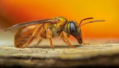 قطره های عرق بر پیشانی زنبور عسل! (عکس)