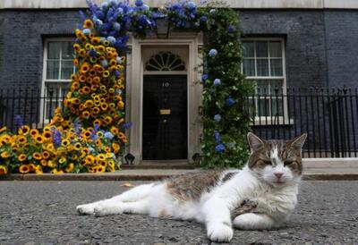 گربه معروف خانه نخست وزیری بریتانیا/ برای گرفتن موش ها استخدام شد و حالا ششمین نخست وزیر را می‌بیند (فیلم)