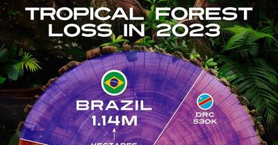 کدام کشورها در سال ۲۰۲۳ جنگل‌های استوایی بیشتری از دست داده‌اند؟ (+ اینفوگرافی)