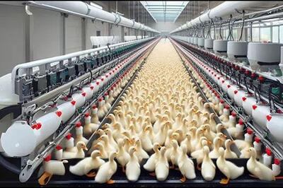 فرآیند پرورش میلیون ها اردک در مزارع پیشرفته