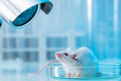 بهبود شنوایی موش‌ها با قرص نانویی