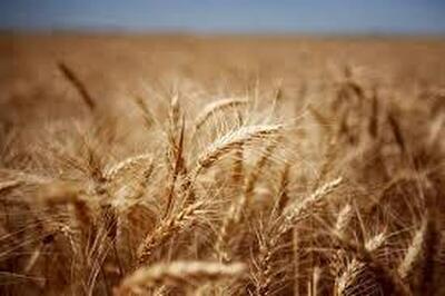 تاکنون ۲۲۰ هزار تن گندم از کشاورزان لرستانی خریداری شده است