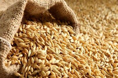 تولید ۱۷۰ تن گندم و جو در سوادکوه شمالی