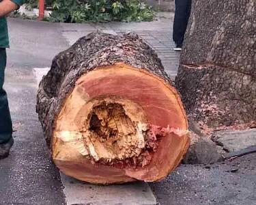 علت قطع درخت خیابان شریعتی به روایت روزنامه شهرداری تهران