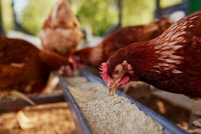 تولید بیش از ۱۵ هزار تن مرغ در خراسان جنوبی