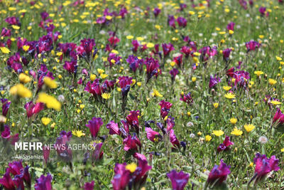 لرستان پایتخت گیاهان دارویی می‌شود