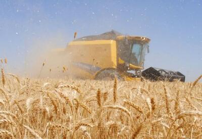 خرید ۵۲ هزارتن گندم از کشاورزان  شهرستان آبیک 