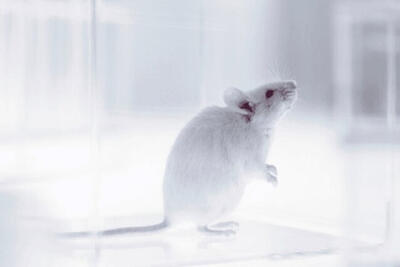 ساخت اولین موش با سیستم ایمنی انسانی