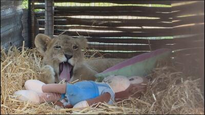ببینید| نجات توله شیر ۶ ماهه از دست قاچاقچیان حیوانات | رویداد24