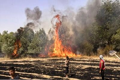 آتش به جان جنگل‌های کرخه افتاد | رویداد24