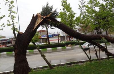 ببینید| لحظه ترسناک سقوط یک درخت وسط خیابان | رویداد24