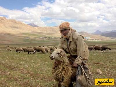 خلاقیت منحصربفرد چوپان برای ضد سرقت کردن گوسفندش حماسه آفرید+عکس/سلطان امنیت منطقه در سطح خاورمیانه!🤣😂