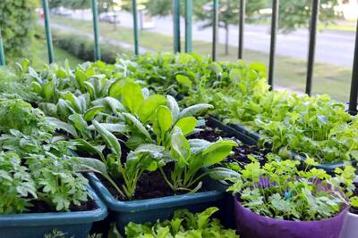 چگونه در خانه سبزی خوردن بکاریم: راهنمای جامع و کاربردی برای پرورش سبزی‌های تازه