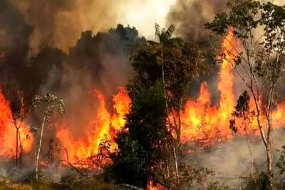 ​آتش‌سوزی 2600 هکتار از جنگل‌های لرستان را خاکستر کرد