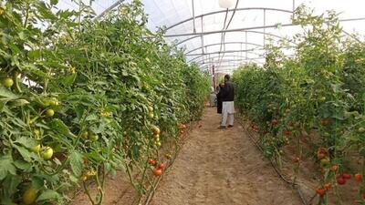 سرمایه‌گذاری ۱۲۵ میلیارد ریالی بخش خصوصی برای احداث گلخانه خانگی در مهرستان