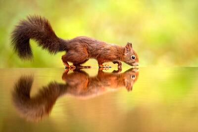 اقدام تحسین برانگیز، آب دادن به یک سنجاب تشنه با بطری آب (فیلم)