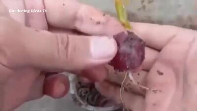 (ویدئو) نحوه پرورش درخت انگور با کمک حبه انگور در گلدان