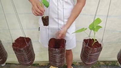 (ویدئو) یک روش جدید برای پرورش خیار در منزل با کمک بطری پلاستیکی