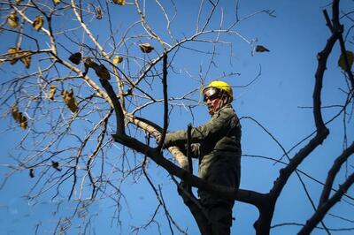 فوت یک کارگر بر اثر سقوط از درخت