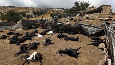 (ویدئو) تلف شدن ده‌ها گوسفند در حمله اسرائیل به یک مزرعه در جنوب لبنان