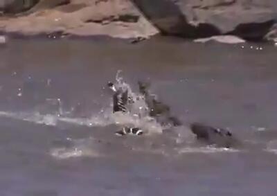 (ویدئو) مبارزه نفس‌گیر گورخر با چند تمساح در آب: نتیجه شوکه‌کننده!