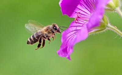 جمعیت زنبورها در حال کاهش است