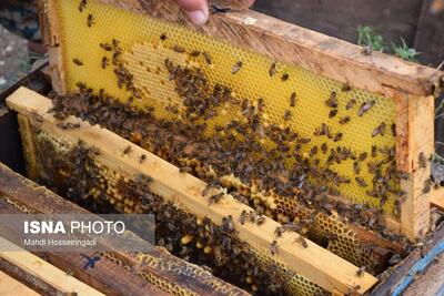 گیلان ۴۶۸۳ زنبورستان دارد/ سال خوب برداشت عسل