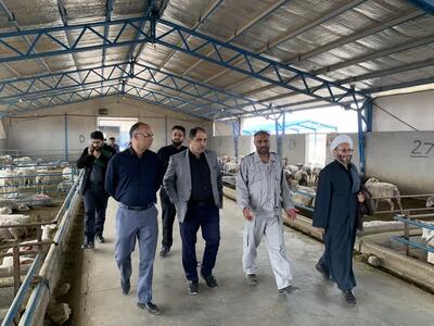 مجتمع دامداری اوقاف، مسئله تولید گوشت استان کرمان را حل می‌کند