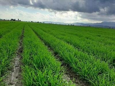 خرید تضمینی ۱۰ هزار تن گندم در ساری/ آغاز برداشت برنج در پایان هفته جاری