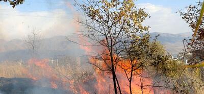 آتش‌سوزی وسیع درجنگل‌های «خاییز» کهگیلویه