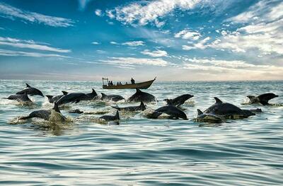 بهترین مناطق عمان برای دیدن دلفین ها + هزینه تور دلفین در مسقط - کاماپرس