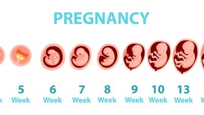 در هر هفته از بارداری جنین تان چه تغییراتی می کند؟